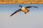 Canada goose landing in wetland, Marion County, Illinois. Art Print